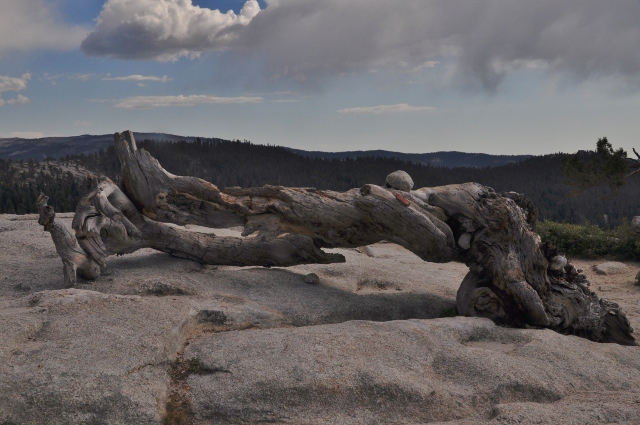 Jeffrey Pine 